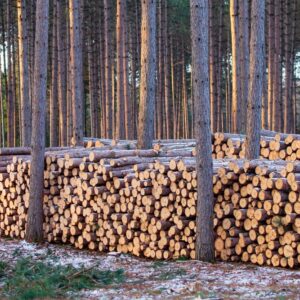 Real assets: Timber - seeing the wood for the trees